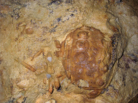 Versteinerter Seeigel(Rhabdo Cidaris)